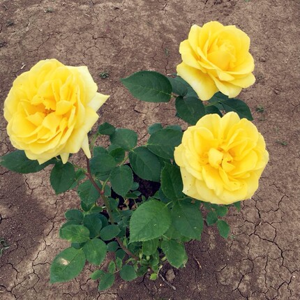 《金凤凰》月季花苗带花苞花卉观花绿植物室内外庭院阳台大花玫瑰