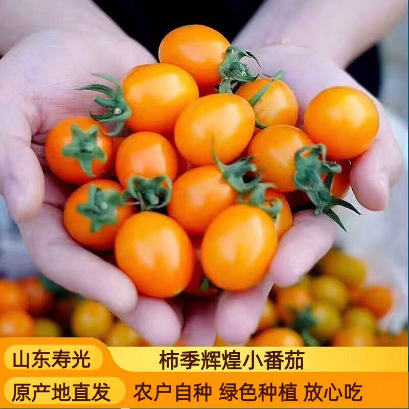 橙黄色柿季辉煌小番茄可搭配贝贝千禧迷恋青甜多色小西红柿混搭选