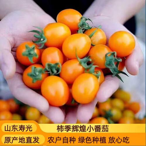 橙黄色柿季辉煌小番茄小西红柿