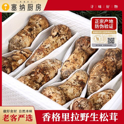 正宗香格里拉纯野生松茸新鲜云南野生菌菇官方旗舰店出口级不开伞
