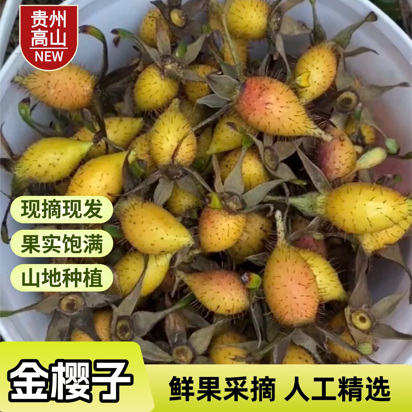 贵州当季现摘金樱子整果带刺