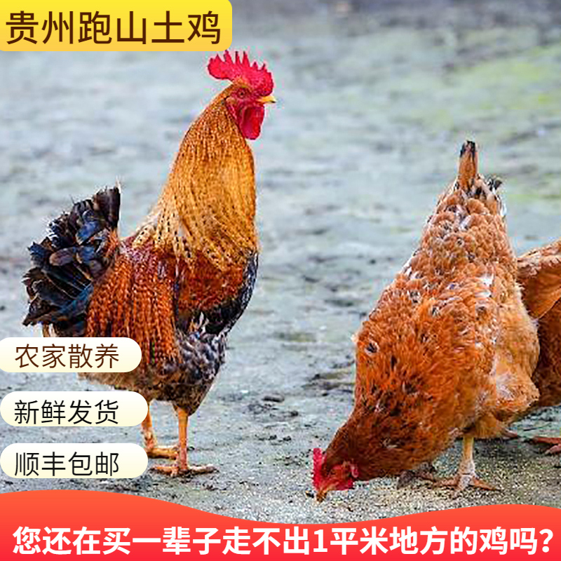 新鲜土鸡贵州特产散养跑山鸡窑鸡老母鸡净重顺丰包邮