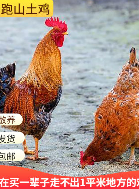 贵州土鸡顺丰加冰去头去内脏发货