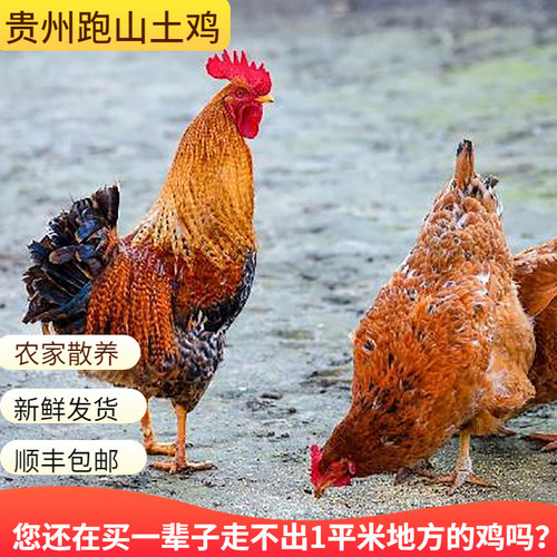 土鸡泡沫箱加保温袋加冰贵州土鸡