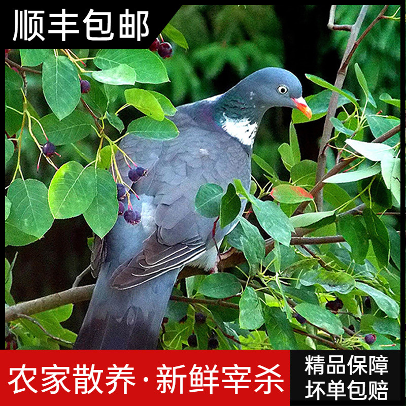 农家放养土鸽子乳鸽新鲜现杀孕妇滋补营养餐2只屠宰顺丰包邮