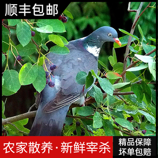 农家放养土鸽子乳鸽新鲜现杀孕妇滋补营养餐2只屠宰顺丰包邮