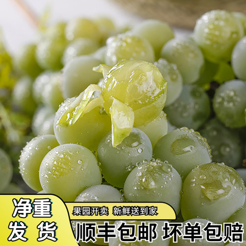 农卡多水晶葡萄酸甜可口