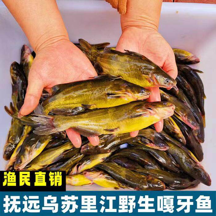 嘎牙子鱼黄颡鱼东北天然生长淡水鱼鱼鲜活速冻新鲜食用昂刺鱼杂鱼
