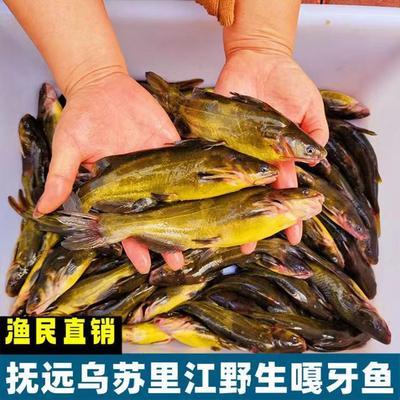 嘎牙子鱼鲜活抚远天然淡水鱼