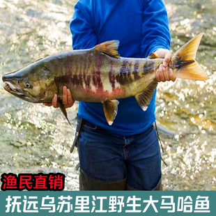 大马哈鱼黑龙江特产抚远洄游新鲜速冻马哈鱼块整条冷冻大鱼淡水鱼