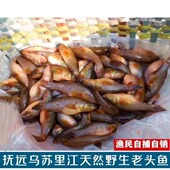 老头鱼东北特产大头鱼鲜活新鲜山胖头食用冷水大老头鱼淡水小杂鱼