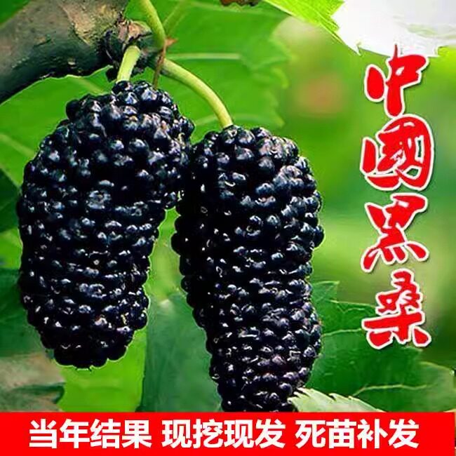 桑葚树苗大果南方种四季食用黑桑