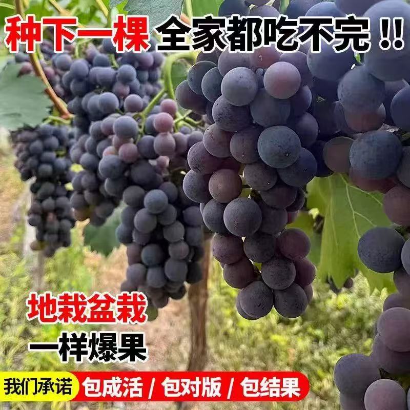 巨峰葡萄苗大蓝宝石葡萄树苖果树果苗南北方种植爬藤盆栽当年结果