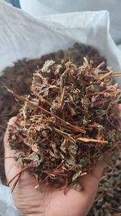 文小叔推荐云火藤年生云火藤泡酒野生云火藤茎叶云火藤中药材泡脚