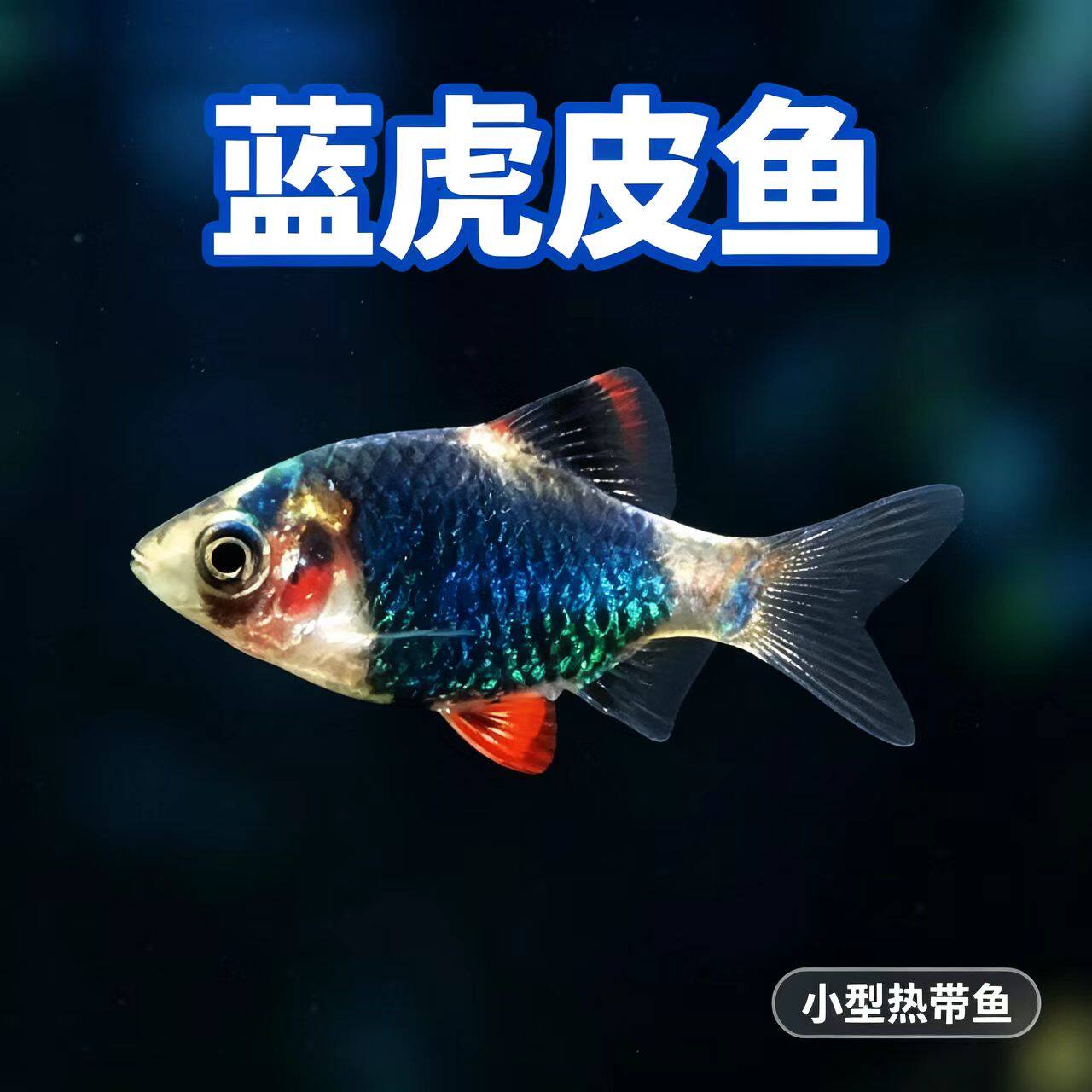 蓝虎皮鱼活体蓝四间小型热带群游