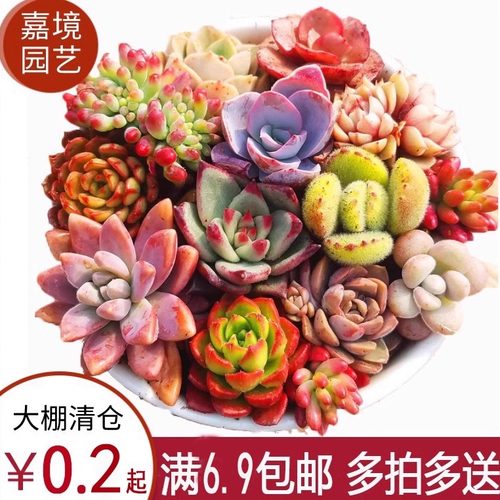 山地玫瑰生石花熊童子多肉植物
