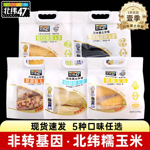 北纬47度黄糯玉米东北白糯即食