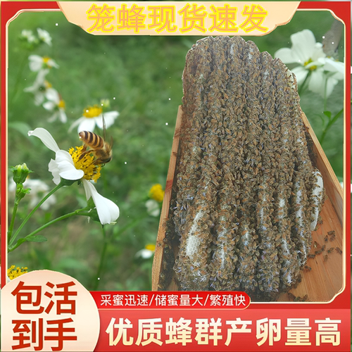 阿坝中蜂开产原群王封盖子脾包活
