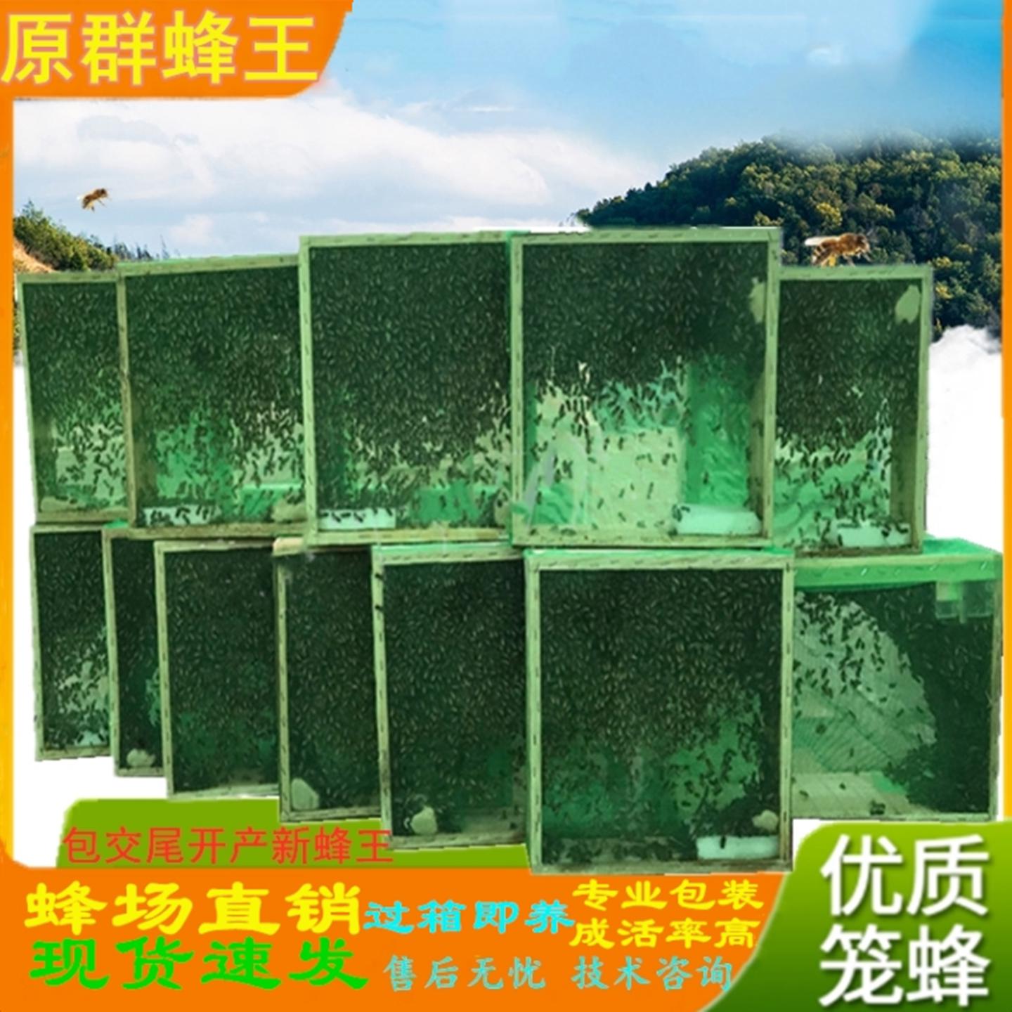 中蜂蜂群带王阿坝中蜂王双色红背开产种蜂王土蜂出售笼蜂蜜蜂活群