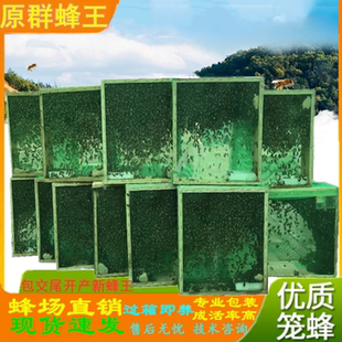 中蜂蜂群带王阿坝中蜂王双色红背开产种蜂王土蜂出售笼蜂蜜蜂活群