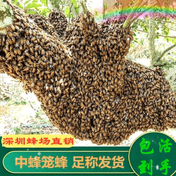 【带子脾】中蜂蜂群原王阿坝中蜂王双色红背开产土蜂笼蜂蜜蜂活群