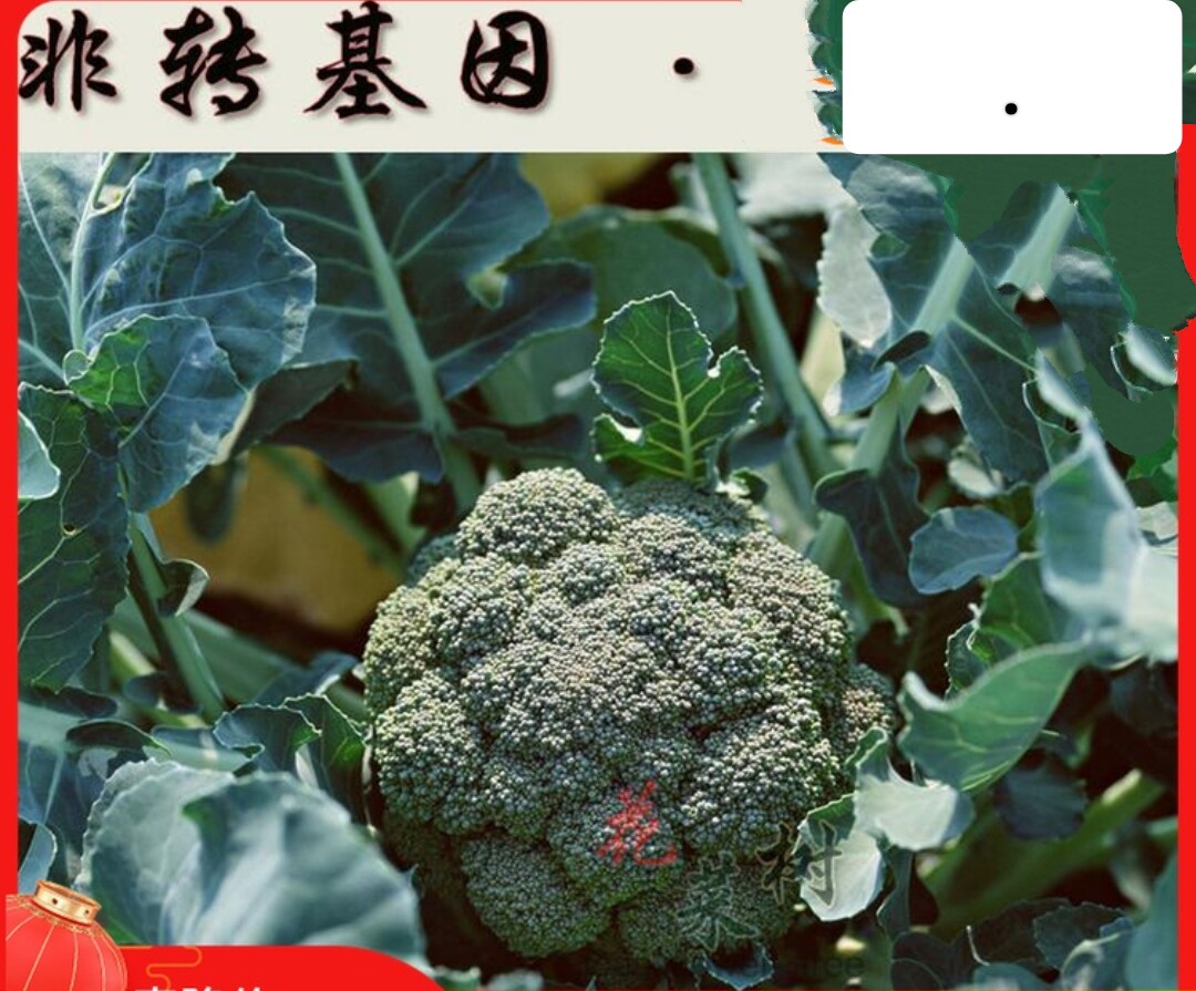 西兰花籽四季播蔬菜种农家绿花菜菜苗可四季阳台盆栽青菜子籽大全
