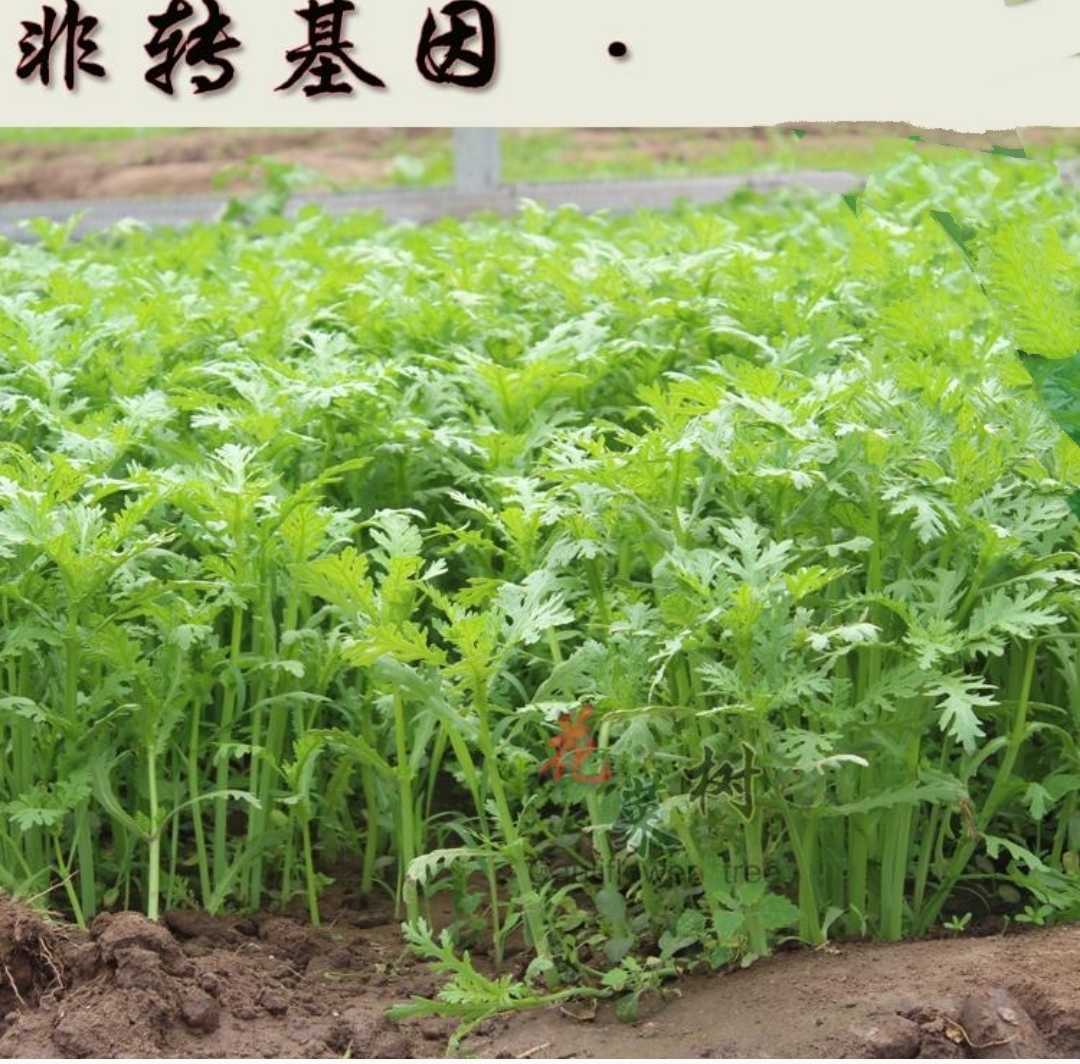 小青菜易种农家蔬菜种子茼蒿