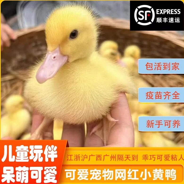 可爱小黄鸭活体宠物鸭幼崽包活到家疫苗齐全新手可养