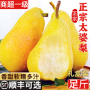 太婆梨10斤新鮮水果當季 包郵 香蕉梨東北茄梨大頭梨子時令 整箱