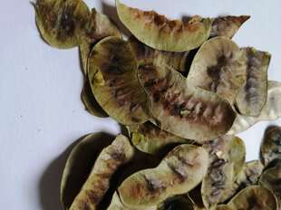 初级农产品新货干番泻叶果荚100克番泻叶种子干品干燥