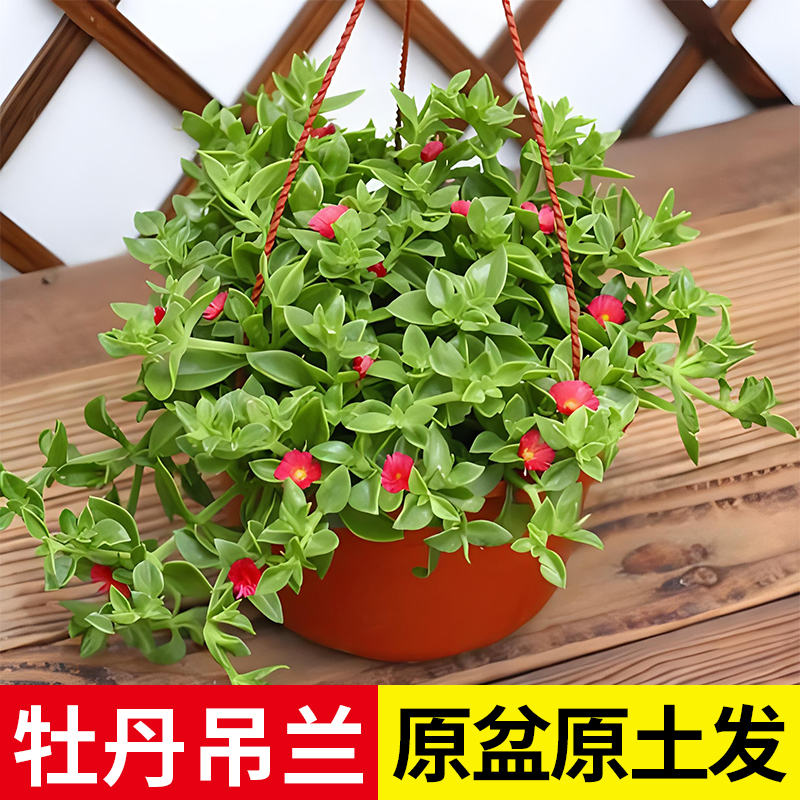 牡丹吊兰阳台四季开花植物