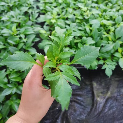 大丽花花苗5棵扦插小苗大丽菊花地瓜花室内外阳台耐寒耐热花卉