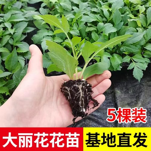 大丽花花苗5棵大丽菊花地瓜花