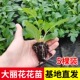 大丽花花苗5棵扦插小苗大丽菊花地瓜花室内外阳台耐寒耐热花卉