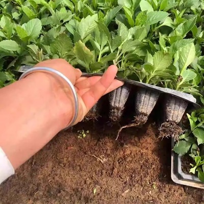 大丽花花苗5棵扦插小苗小丽花地瓜花室内外阳台盆栽四季耐寒耐热