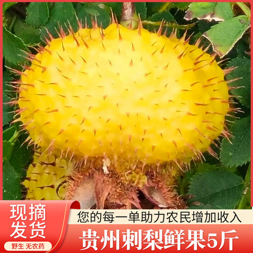 刺梨鲜果5斤手工挑选发货