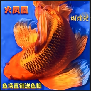 火凤凰锦鲤蝴蝶鲤观赏鱼活体熊猫蝴蝶鲤古铜蝴蝶鲤重金属蝴蝶鲤