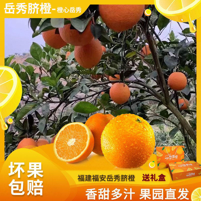 福建福安岳秀脐橙果农直销