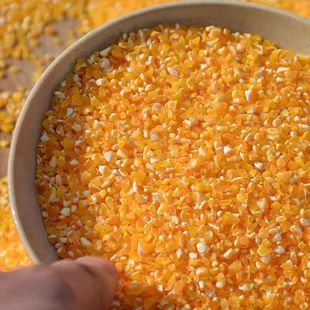 玉米糁喂鸡鸭鹅饲料碴子酿酒鸽子小渣子粘渣玉米碎批发膨化苞米渣