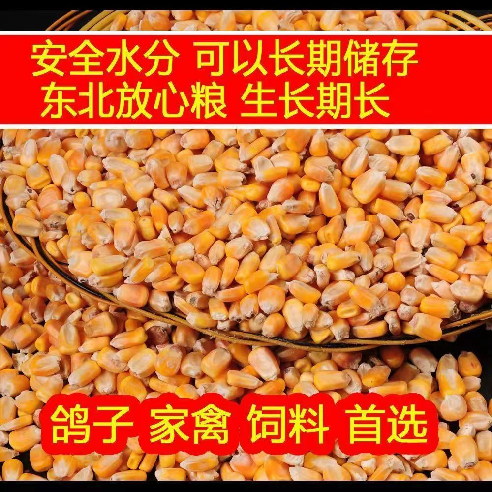 25年玉米粒干苞米钓鱼打窝小鸡鸽子粮食饲料批发喂鸡鸭鹅优质棒子