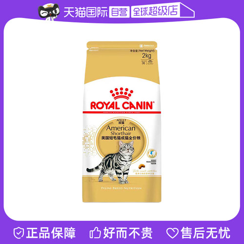 自营美国短毛猫ASA31成猫皇家