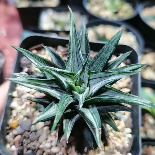 象牙之塔白锦（满29包邮）