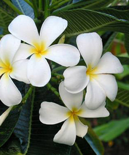 英国Natural Touch大溪地栀子花浸泡油 Monoi莫诺伊50ml 柔软肌肤