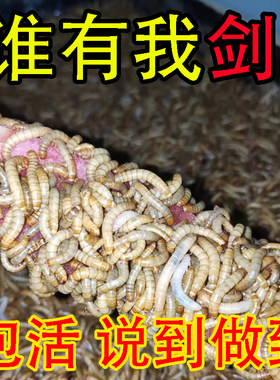 面包虫活虫钓鱼养芦丁鸡大蜥蜴蝎子八哥龙鱼牛蛙乌龟仓鼠粮食