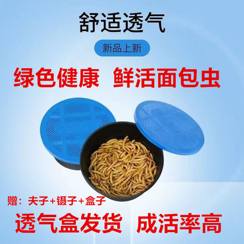 面包虫活虫黄粉虫活体幼虫子金龙鱼蝎子乌龟画眉鸟食石蛙饲料包邮