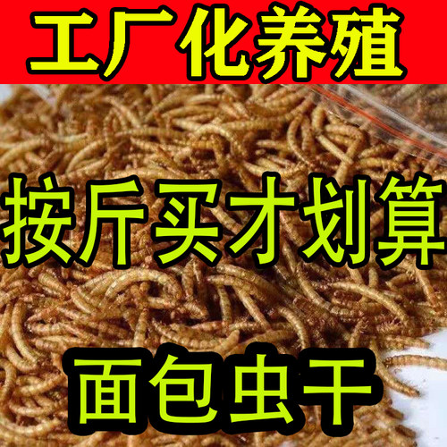 面包虫干虫干黄粉虫