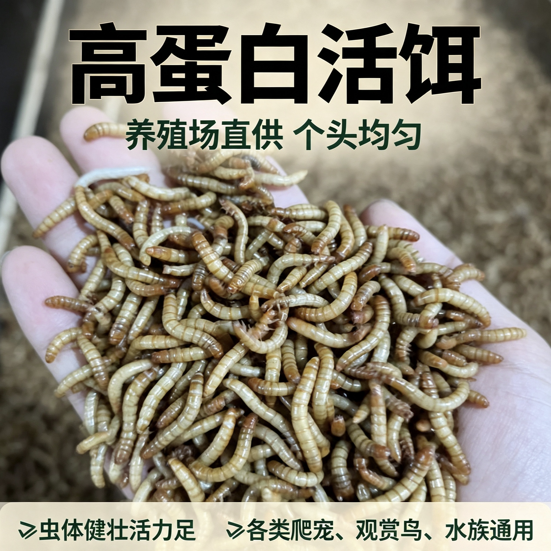 面包虫 活体 黄粉虫活虫 鹦鹉鱼 乌龟 金龙 鱼画眉鸟石蛙饲料包邮