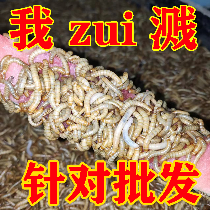 面包虫活虫钓鱼养芦丁鸡大蜥蜴蝎子八哥龙鱼牛蛙乌龟仓鼠粮食