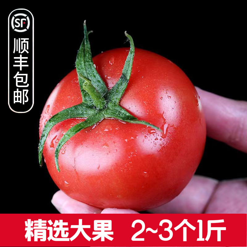 四川番茄新鲜西红柿沙瓤孕妇孩子生吃水果时令蔬菜西柿子顺丰包邮