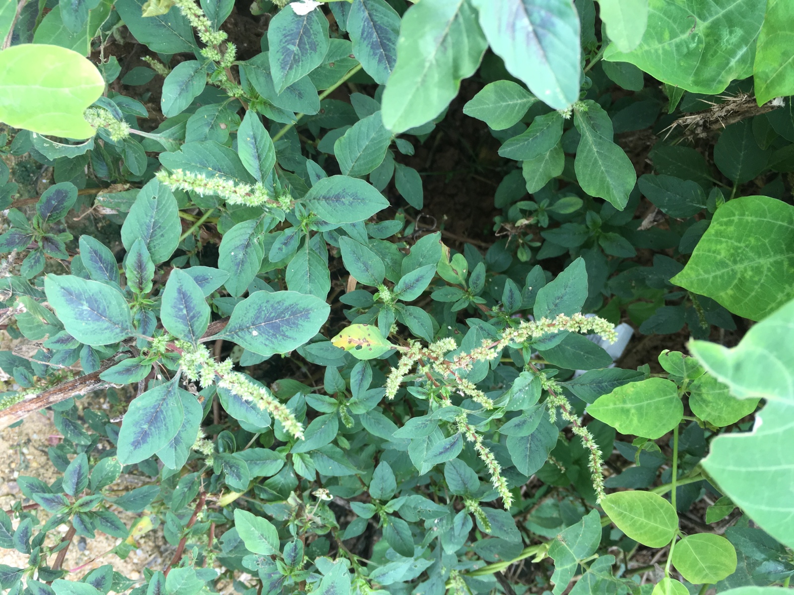野生新鲜刺苋菜根 红梗刺苋 野苋菜野刺苋假苋菜猪母刺根三斤包邮
